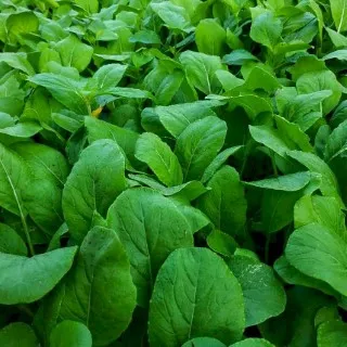 Mustard Greens